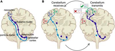 Cerebellar Coordination of Neuronal Communication in Cerebral Cortex